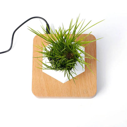 Levitating Magnetic Bonsai Planter - Floating Air Plant Pot